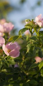 Plants,Flowers