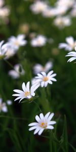 Plants,Flowers