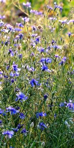 Plants,Flowers