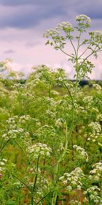 Plantas,Flores