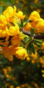 Plants,Flowers