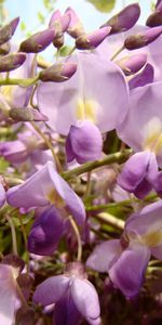 Plants,Flowers