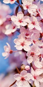 Plants,Flowers