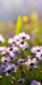 Plants,Flowers