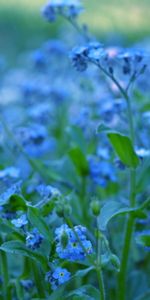 Plants,Flowers