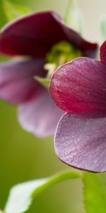 Plantas,Flores