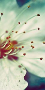 Plants,Flowers