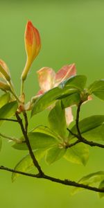 Plants,Flowers