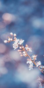 Plants,Flowers