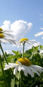 Plantas,Flores