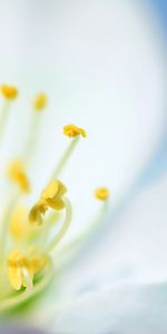 Plants,Flowers