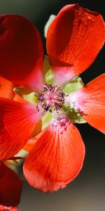 Plants,Flowers