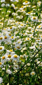 Plants,Flowers