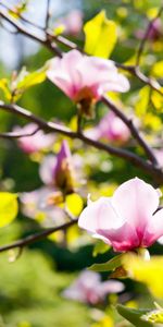 Plants,Flowers