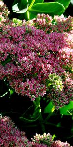 Plants,Flowers