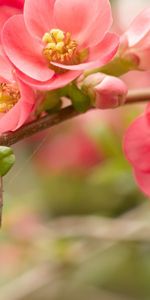 Plants,Flowers