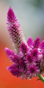 Plants,Flowers