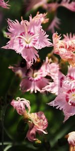 Plants,Flowers