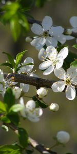 Plants,Flowers