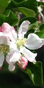 Plants,Flowers