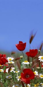 Plants,Flowers