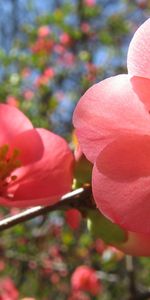 Plants,Flowers