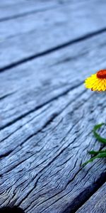 Plants,Flowers