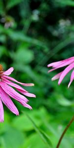 Plants,Flowers