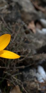 Plants,Flowers