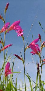 Plants,Flowers