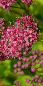 Plantas,Flores