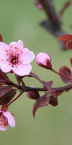 Plantas,Flores