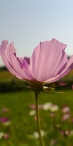 Plants,Flowers