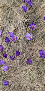 Plants,Flowers