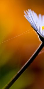 Plants,Flowers