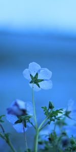 Plantas,Flores