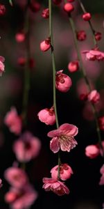 Plants,Flowers