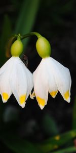 Plantas,Flores