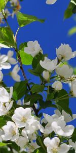 Plants,Flowers