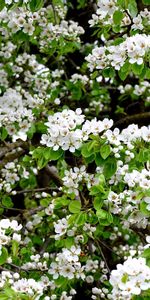 Plants,Flowers