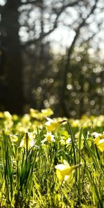 Plantas,Flores