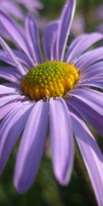 Plants,Flowers