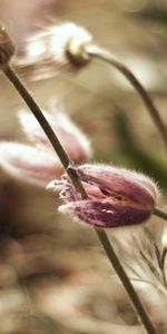 Flores,Plantas