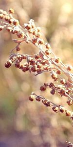 Fleurs,Plantes