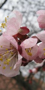 Plants,Flowers