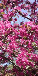 Plants,Flowers