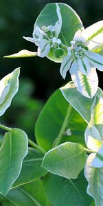 Plantas,Flores