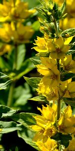 Plants,Flowers