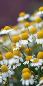 Plants,Flowers