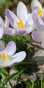 Plants,Flowers